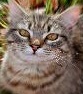 Warped Cat